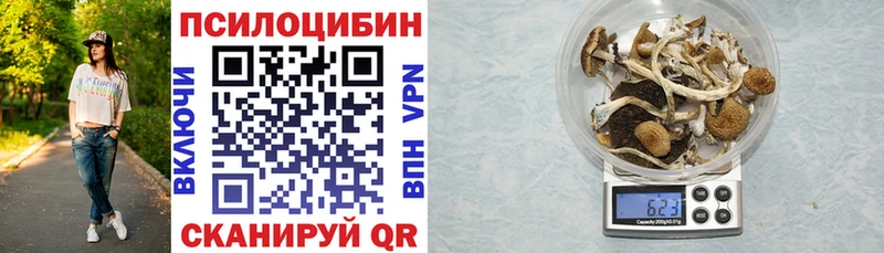 закладка  Хадыженск  Псилоцибиновые грибы Psilocybine cubensis 